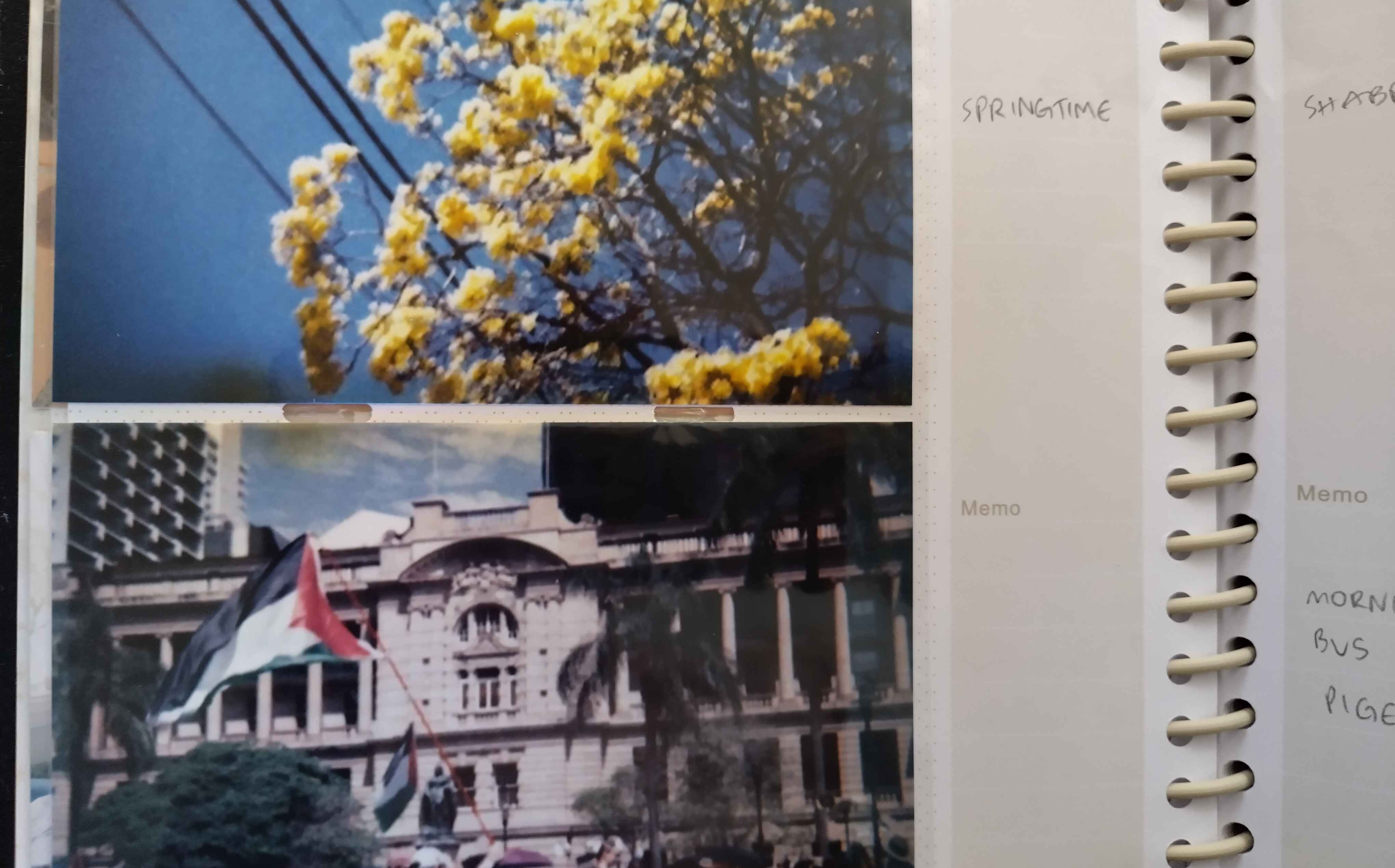 photos in a photo album, one of a yellow flowering tree, and one of a palestinian flag being flown at a protest