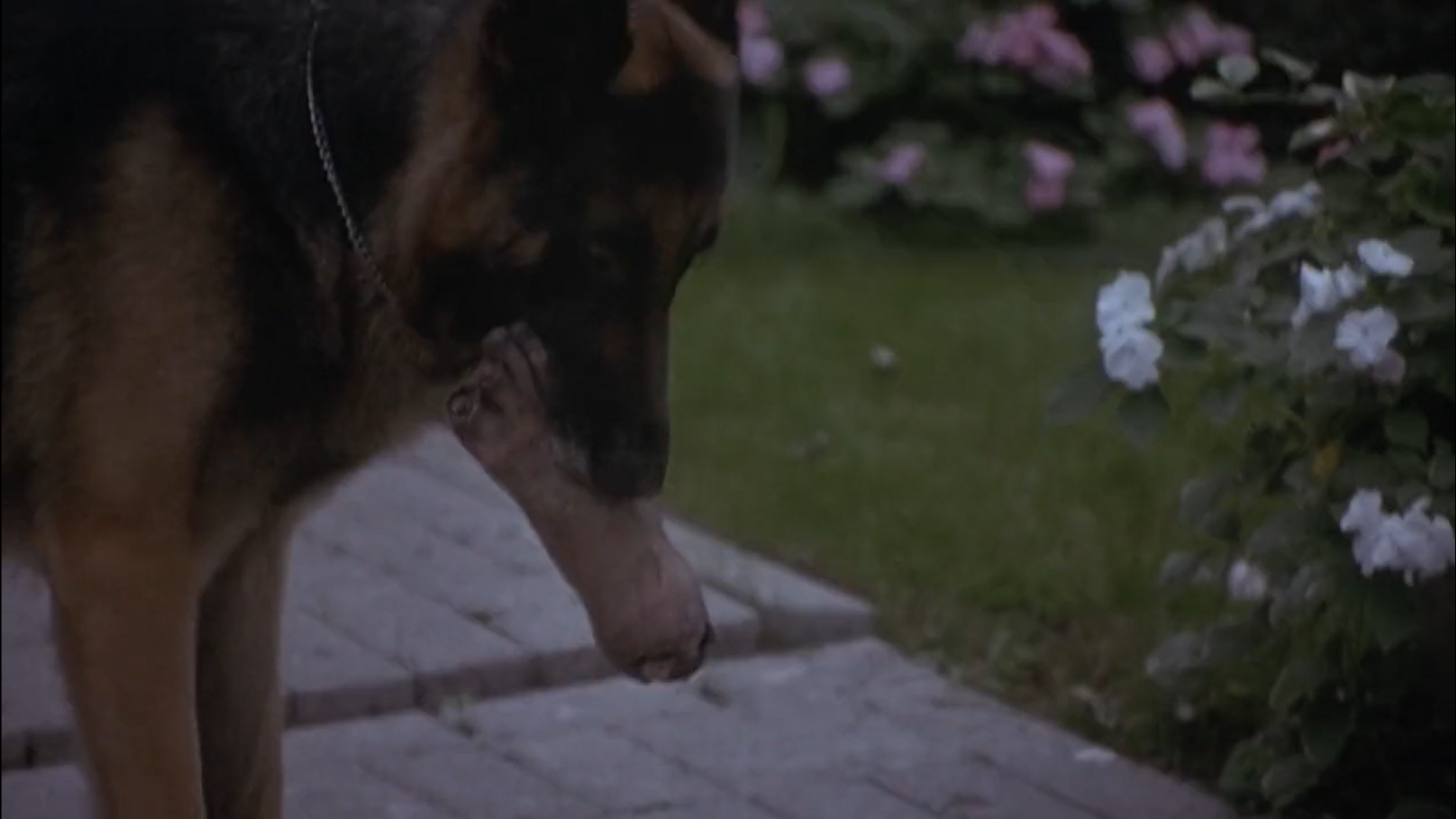 a dog carrying a severed foot in its mouth