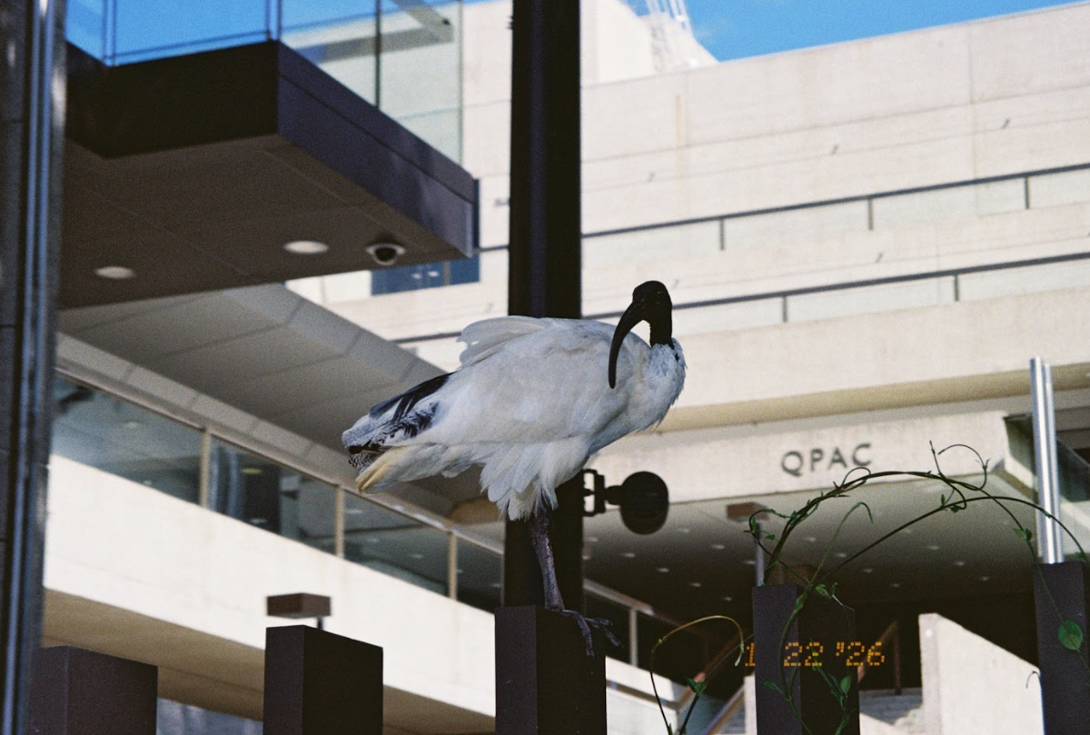 photo of an ibis perching on a fence