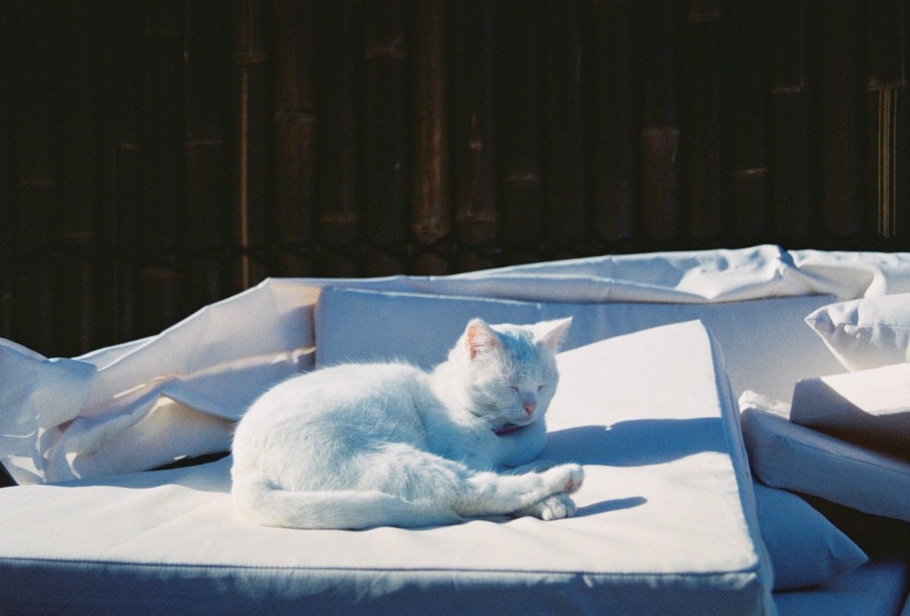 photograph of a white cat on an outside couch. she looks very sleepy